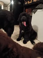 ✌️Ozzy (started puppy), a male Newfoundland for sale in Elizabethtown, KY – Photo 3 of 10