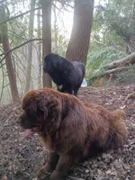 🧸"Teddy"🧸, a male Newfoundland for sale in Elizabethtown, KY – 7 of 7