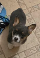 Blue Boy, a male Pembroke Welsh Corgi for sale in Cambridge, WI – Photo 2 of 2