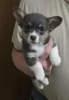 Blue Boy, a male Pembroke Welsh Corgi for sale in Cambridge, WI – Photo 1 of 2