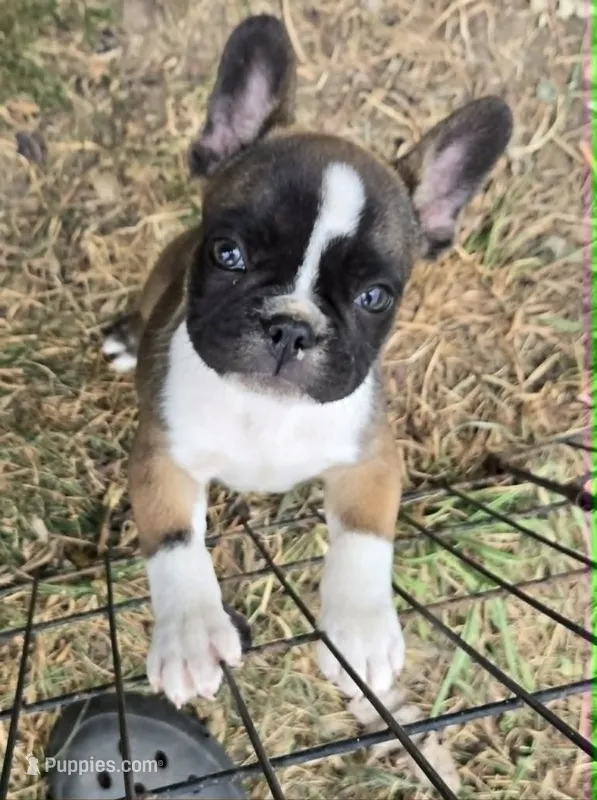Girl – Frenchton puppy for sale in Cambridge, WI