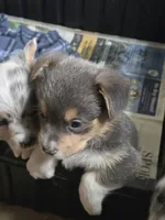 Blue Boy, a male Pembroke Welsh Corgi for sale in Cambridge, WI – 7 of 9