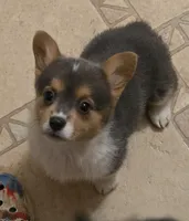 Blue Girl, a female Pembroke Welsh Corgi for sale in Cambridge, WI – Photo 3 of 4