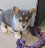 Blue Girl, a female Pembroke Welsh Corgi for sale in Cambridge, WI – Photo 1 of 4