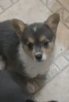 Blue Girl, a female Pembroke Welsh Corgi for sale in Cambridge, WI – Photo 4 of 4