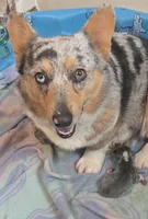 Blue Girl, a female Pembroke Welsh Corgi for sale in Cambridge, WI – Photo 6 of 6