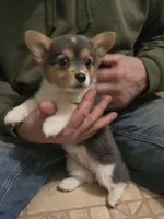 Blue Girl, a female Pembroke Welsh Corgi for sale in Cambridge, WI – Photo 2 of 6