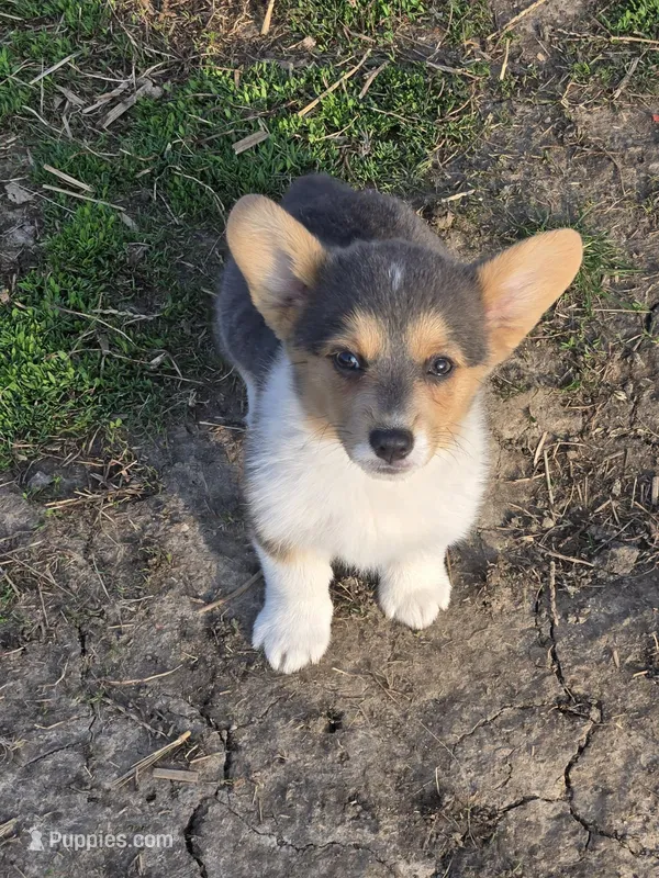 Blue Girl – Pembroke Welsh Corgi puppy for sale in Cambridge, WI
