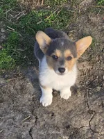 Blue Girl, a female Pembroke Welsh Corgi for sale in Cambridge, WI – Photo 1 of 6