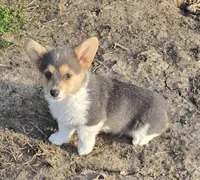 Blue Girl, a female Pembroke Welsh Corgi for sale in Cambridge, WI – Photo 3 of 6