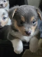 Blue Boy, a male Pembroke Welsh Corgi for sale in Cambridge, WI – 5 of 9