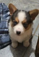 Blue eyed boy, a male Pembroke Welsh Corgi for sale in Cambridge, WI – Photo 4 of 10