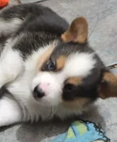 Blue eyed boy, a male Pembroke Welsh Corgi for sale in Cambridge, WI – Photo 5 of 10