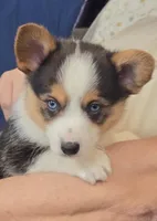 Blue eyed boy, a male Pembroke Welsh Corgi for sale in Cambridge, WI – Photo 3 of 10