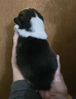 Blue eyed boy, a male Pembroke Welsh Corgi for sale in Cambridge, WI – Photo 9 of 10