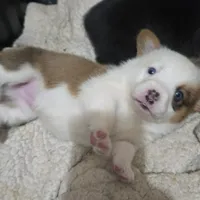 Brown Male, a male Cardigan Welsh Corgi for sale in Cambridge, WI – Photo 5 of 10