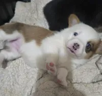 Brown Male, a male Cardigan Welsh Corgi for sale in Cambridge, WI – Photo 5 of 10