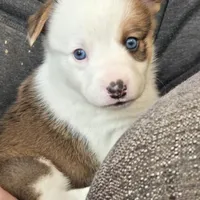 Brown Male, a male Cardigan Welsh Corgi for sale in Cambridge, WI – Photo 8 of 10