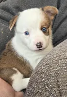 Brown Male, a male Cardigan Welsh Corgi for sale in Cambridge, WI – Photo 9 of 10