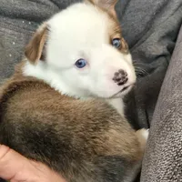 Brown Male, a male Cardigan Welsh Corgi for sale in Cambridge, WI – Photo 4 of 10