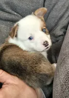 Brown Male, a male Cardigan Welsh Corgi for sale in Cambridge, WI – Photo 4 of 10