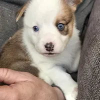 Brown Male, a male Cardigan Welsh Corgi for sale in Cambridge, WI – Photo 3 of 10