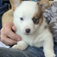 Brown Male, a male Cardigan Welsh Corgi for sale in Cambridge, WI – Photo 2 of 10
