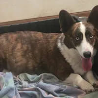 Brown Male, a male Cardigan Welsh Corgi for sale in Cambridge, WI – Photo 9 of 10