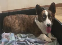 Brown Male, a male Cardigan Welsh Corgi for sale in Cambridge, WI – Photo 10 of 10