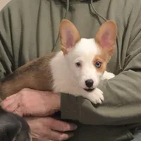 Brown Male, a male Cardigan Welsh Corgi for sale in Cambridge, WI – Photo 10 of 10