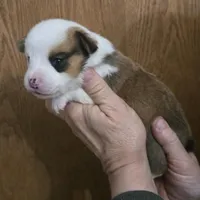 Brown Male, a male Cardigan Welsh Corgi for sale in Cambridge, WI – Photo 6 of 10