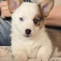 Brown Male, a male Cardigan Welsh Corgi for sale in Cambridge, WI – Photo 1 of 10