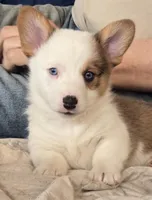 Brown Male, a male Cardigan Welsh Corgi for sale in Cambridge, WI – Photo 1 of 10