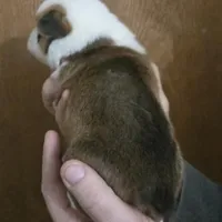 Brown Male, a male Cardigan Welsh Corgi for sale in Cambridge, WI – Photo 7 of 10