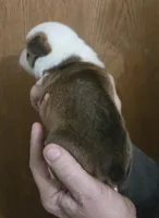 Brown Male, a male Cardigan Welsh Corgi for sale in Cambridge, WI – Photo 8 of 10