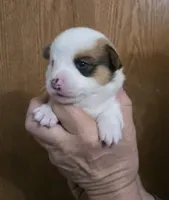 Brown Male, a male Cardigan Welsh Corgi for sale in Cambridge, WI – Photo 6 of 10