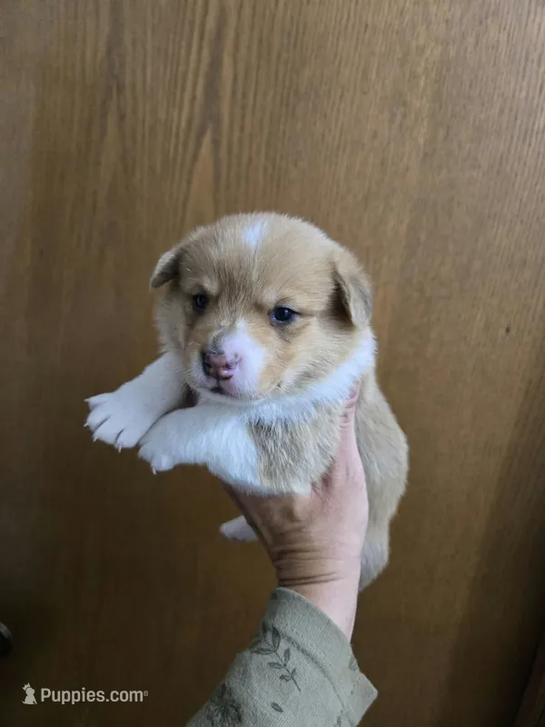 Sable Male – Cardigan Welsh Corgi, Pembroke Welsh Corgi puppy for sale in Cambridge, WI
