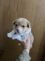 Sable Male, a male Cardigan Welsh Corgi and Pembroke Welsh Corgi for sale in Cambridge, WI – 1 of 3