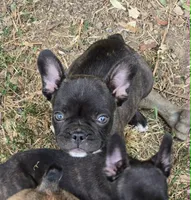 Brindle Boy, a male Frenchton for sale in Cambridge, WI – 2 of 3
