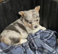 Merle Girl, a female Pembroke Welsh Corgi for sale in Cambridge, WI – 4 of 5