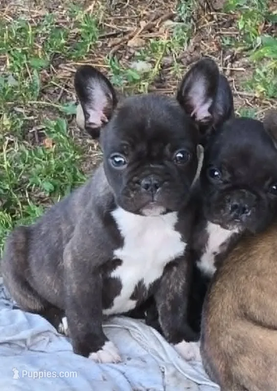 Brindle Boy – Frenchton puppy for sale in Cambridge, WI