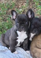 Brindle Boy, a male Frenchton for sale in Cambridge, WI – 1 of 3