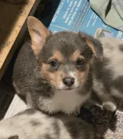 Blue Boy, a male Pembroke Welsh Corgi for sale in Cambridge, WI – 3 of 9