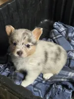 Merle Girl, a female Pembroke Welsh Corgi for sale in Cambridge, WI – 3 of 5