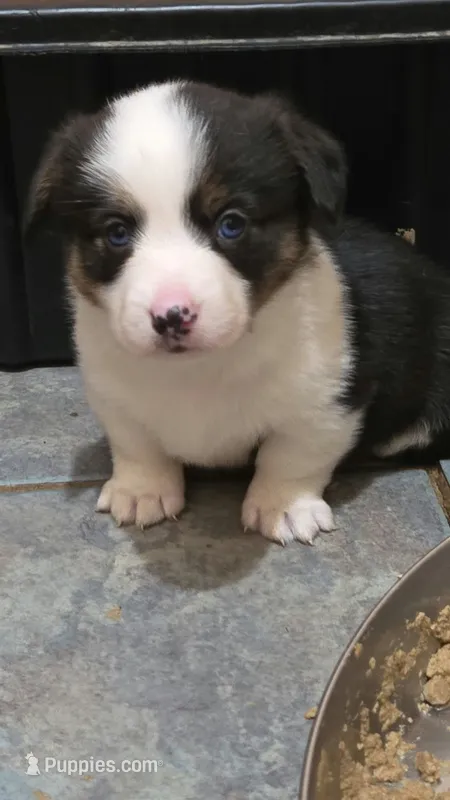 Blue eyed girl – Cardigan Welsh Corgi, Pembroke Welsh Corgi puppy for sale in Cambridge, WI