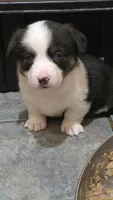 Blue eyed girl, a female Cardigan Welsh Corgi and Pembroke Welsh Corgi for sale in Cambridge, WI – 1 of 1