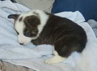 Brindle Male, a male Cardigan Welsh Corgi and Pembroke Welsh Corgi for sale in Cambridge, WI – 2 of 2
