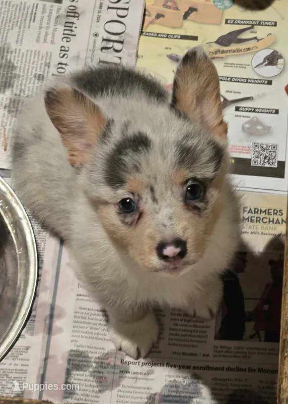 Merle Boy – Pembroke Welsh Corgi puppy for sale in Cambridge, WI