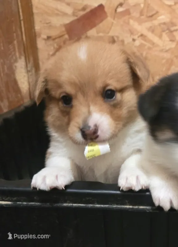 Sable Male – Cardigan Welsh Corgi, Pembroke Welsh Corgi puppy for sale in Cambridge, WI