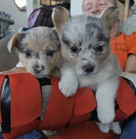 Merle Girl, a female Pembroke Welsh Corgi for sale in Cambridge, WI – 5 of 5